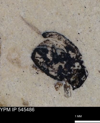 undet. Coleoptera