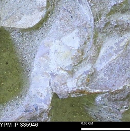 undet. Mollusca