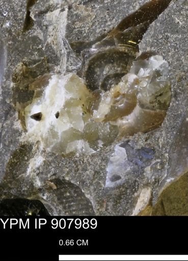 undet. Mollusca