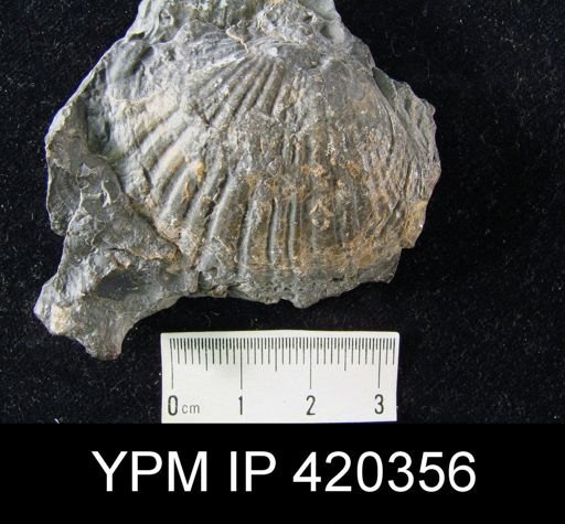 undet. Brachiopoda