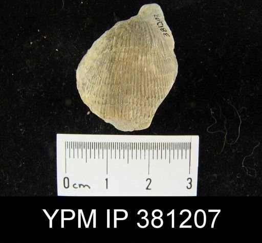 Atrypa reticularis