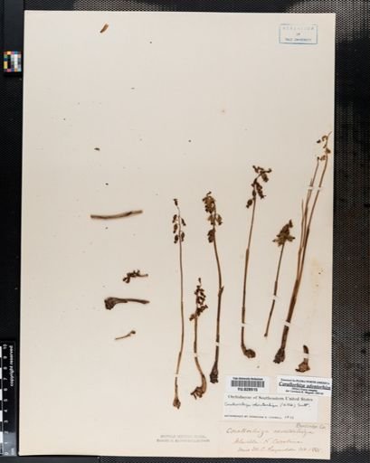 Corallorrhiza