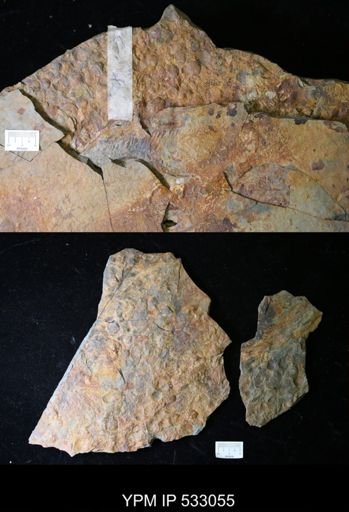 undet. Brachiopoda
