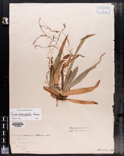 Carex laxiculmis