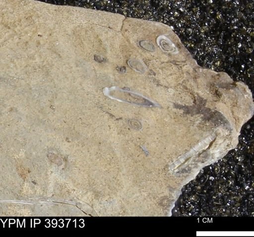 undet. Serpulidae
