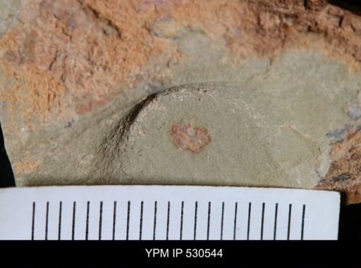 Marrellomorpha