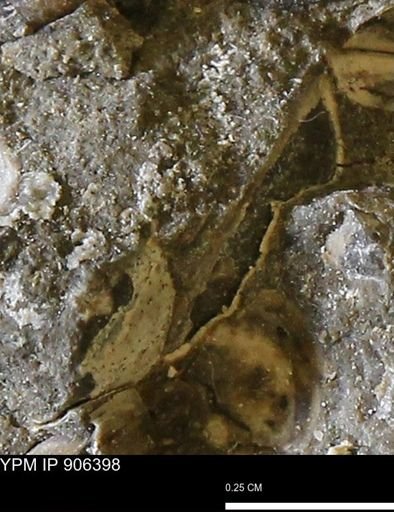 undet. Bivalvia