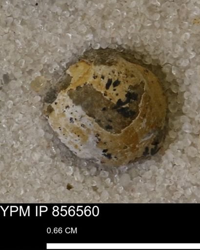 Limopsis striatopunctatus