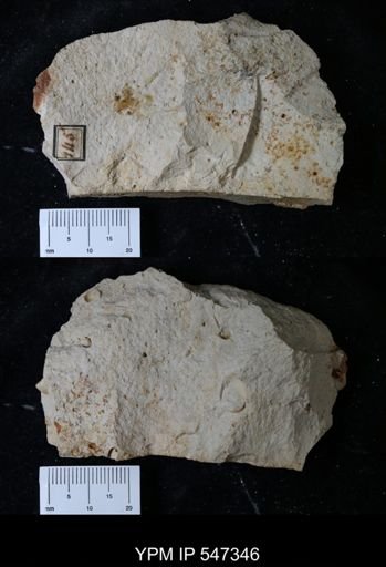 undet. Gastropoda