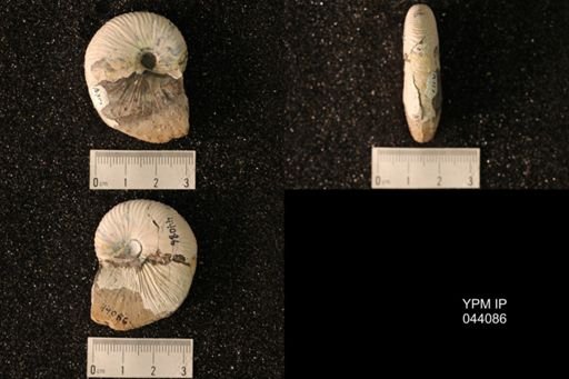 Hoploscaphites nicolletii