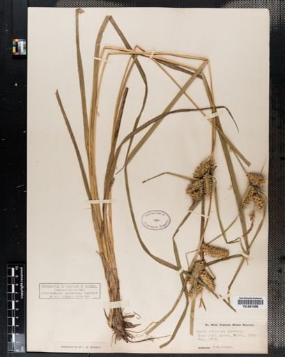 Carex retrorsa