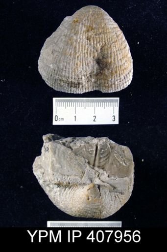 Dictyoclostus semireticulatus