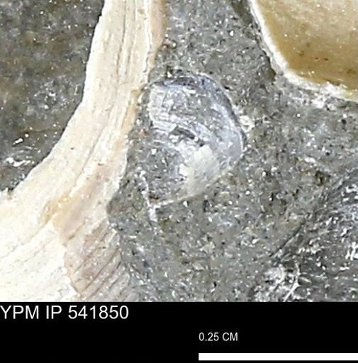 Corbulamella gregaria