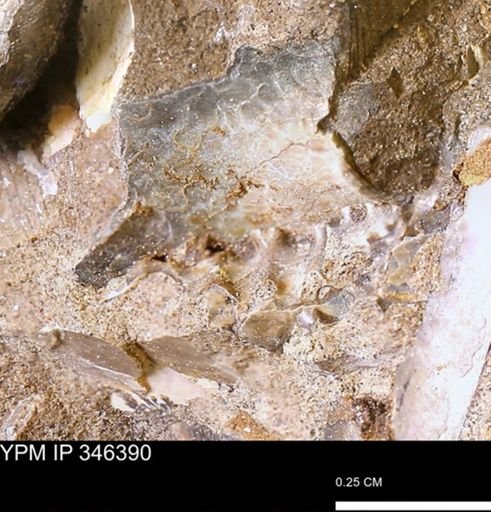 Sphenodiscidae?