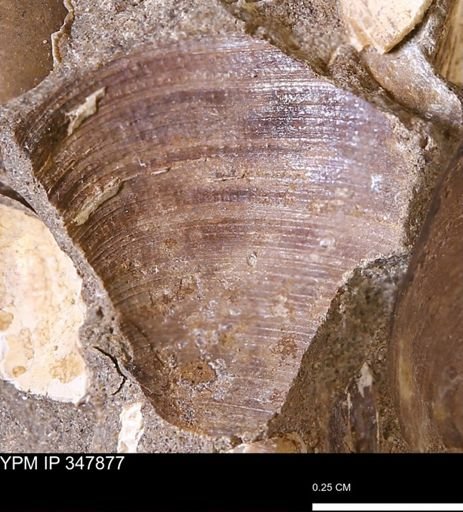 Limopsis striatopunctatus