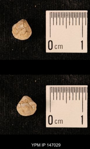 Ambocoelia planoconvexa
