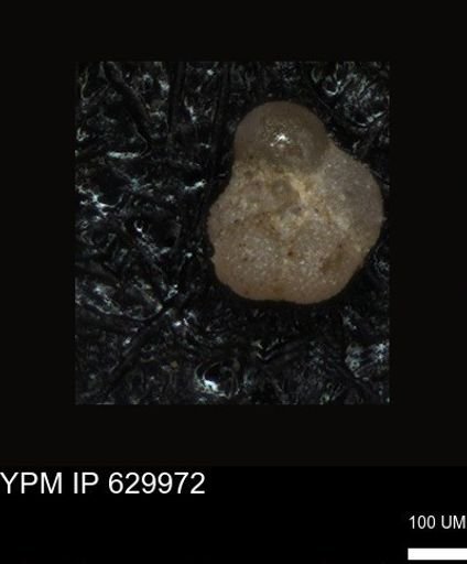 undet. Foraminiferida