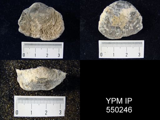 Productus semirecticulatus