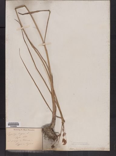 Cyperus