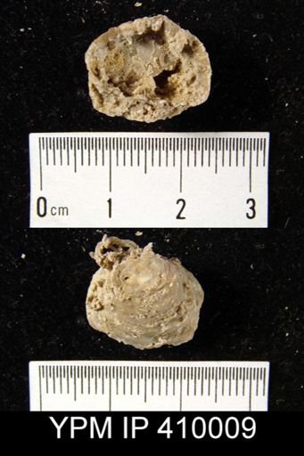 Hercosia uddeni?