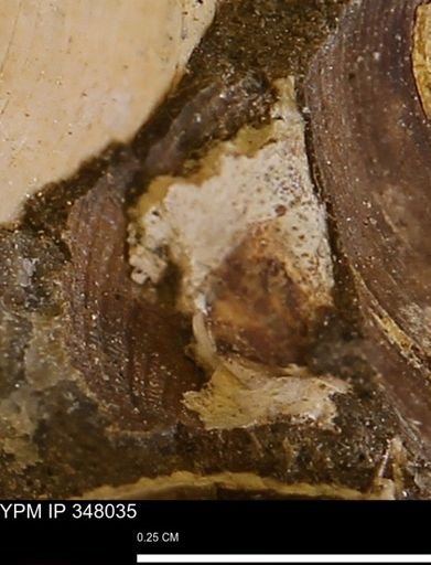 undet. Bivalvia