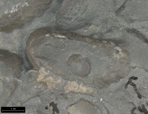 Rhaetavicula contorta