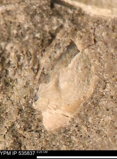 Limopsis striatopunctatus
