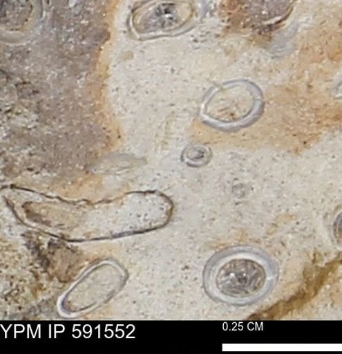 Serpulidae