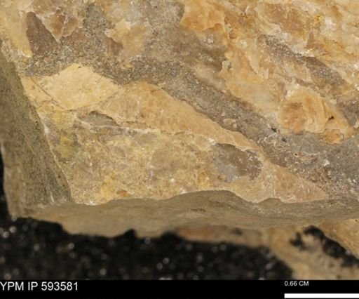 taxon undetermined