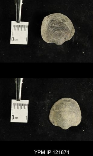 undet. Atrypidae