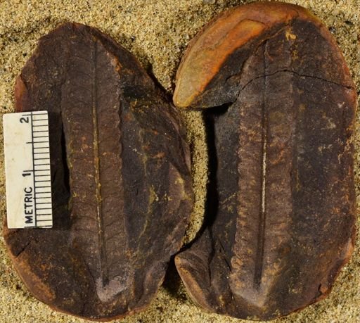 Pecopteris sp.