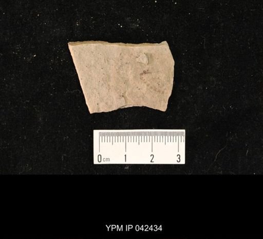 undet. Hexapoda