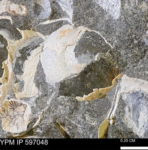 undet. Bivalvia