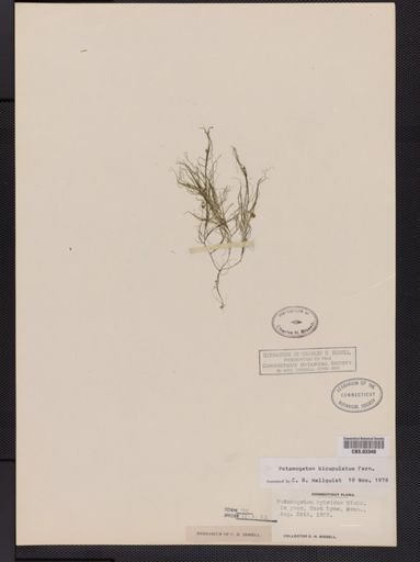 Potamogeton bicupulatus