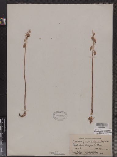 Corallorhiza odontorhiza