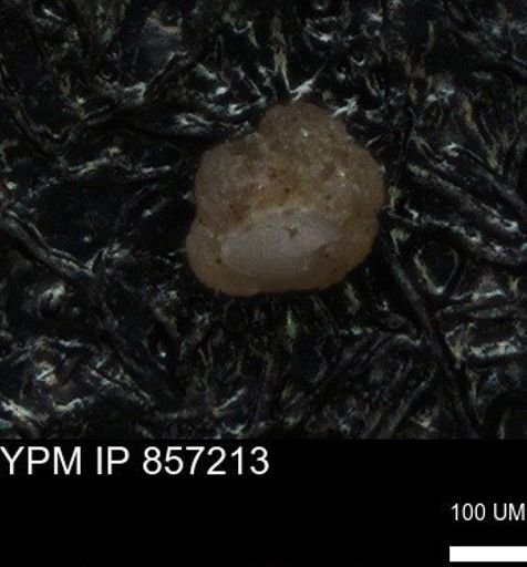 undet. Foraminiferida