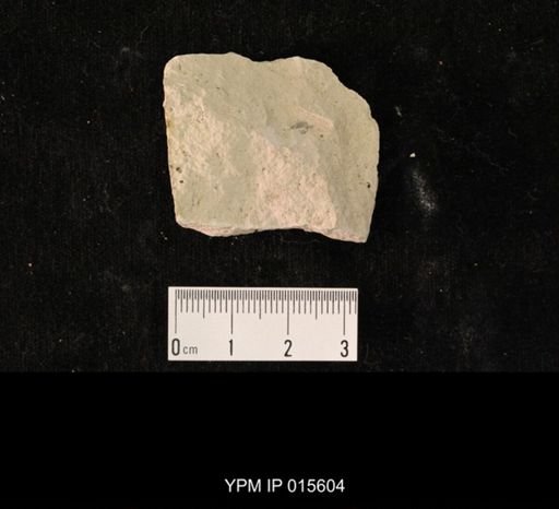 Probnis speciosa