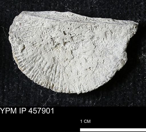 Strophodonta sp.