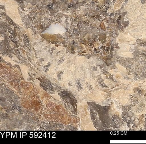 undet. Ammonoidea