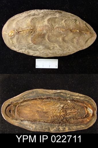 Cryptochiton stelleri
