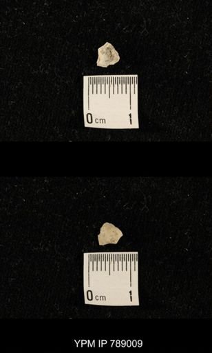 undet. Brachiopoda