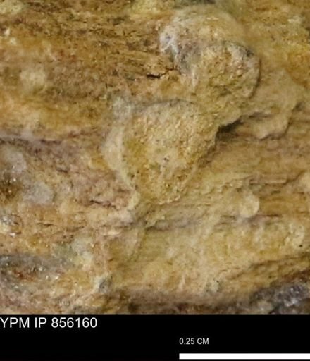 Teredo sp.