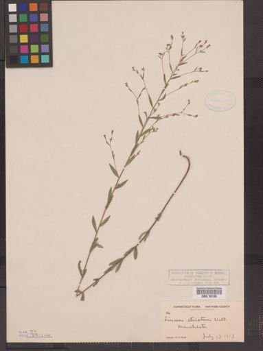 Linum striatum