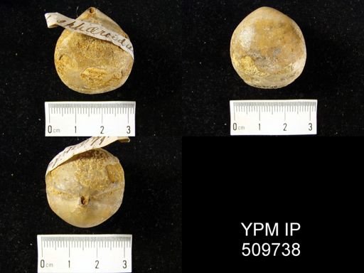 Terebratula sphaeroidalis