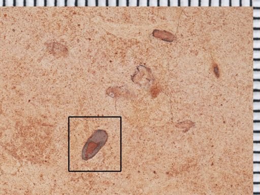 undet. Coleoptera