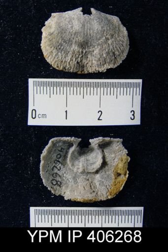 Hebertella sinuata