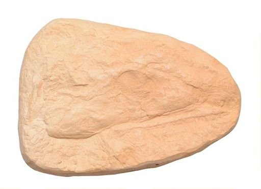 Acanthostega gunnari