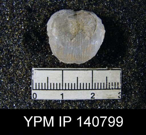 Marginifera typica