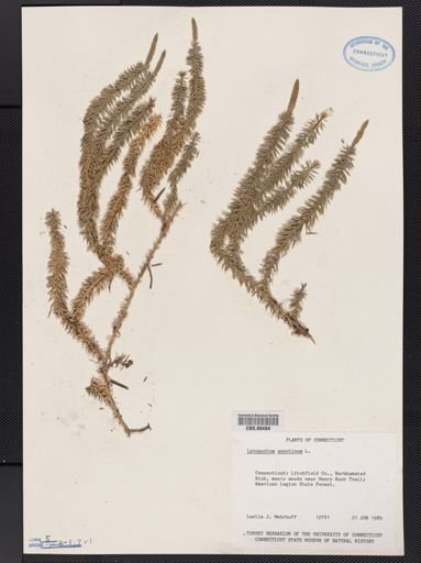 Lycopodium annotinum