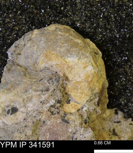 Scaphites sp.